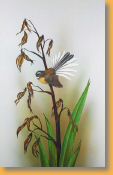 Fantail on spent flax by Janet Marshall gouache.jpg